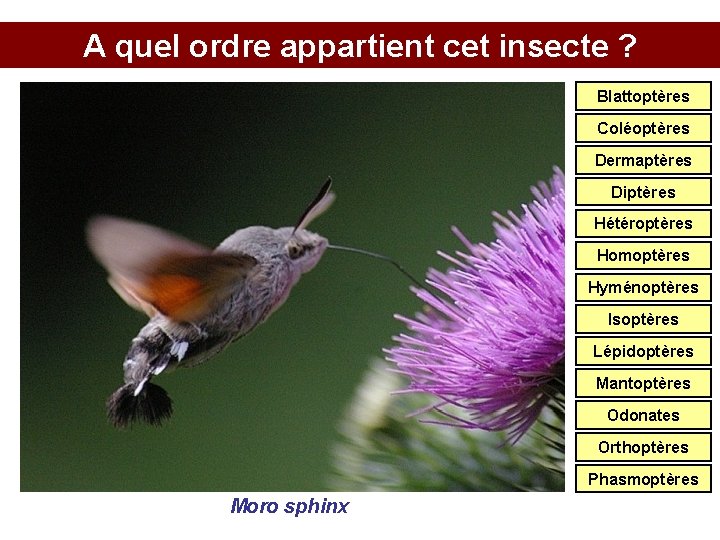 A quel ordre appartient cet insecte ? Blattoptères Coléoptères Dermaptères Diptères Hétéroptères Homoptères Hyménoptères
