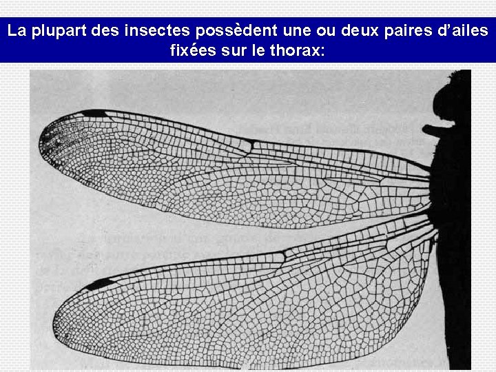 La plupart des insectes possèdent une ou deux paires d’ailes fixées sur le thorax: