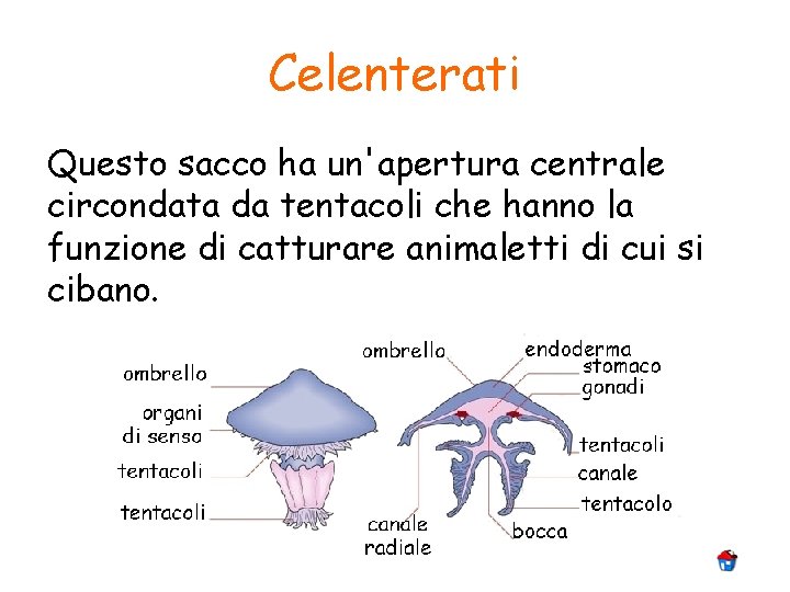 Celenterati Questo sacco ha un'apertura centrale circondata da tentacoli che hanno la funzione di