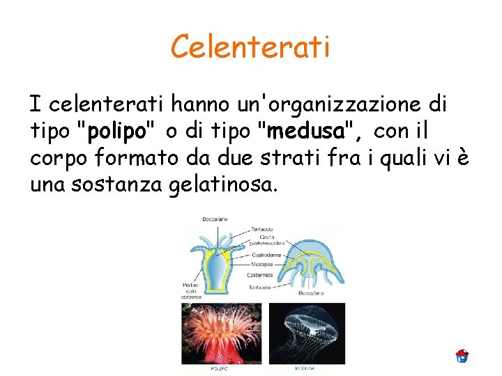 Celenterati I celenterati hanno un'organizzazione di tipo "polipo" o di tipo "medusa", con il