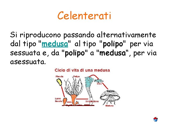 Celenterati Si riproducono passando alternativamente dal tipo "medusa" al tipo "polipo" per via sessuata