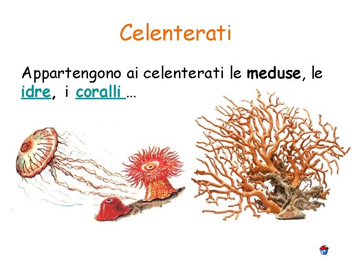 Celenterati Appartengono ai celenterati le meduse, le idre, i coralli … 