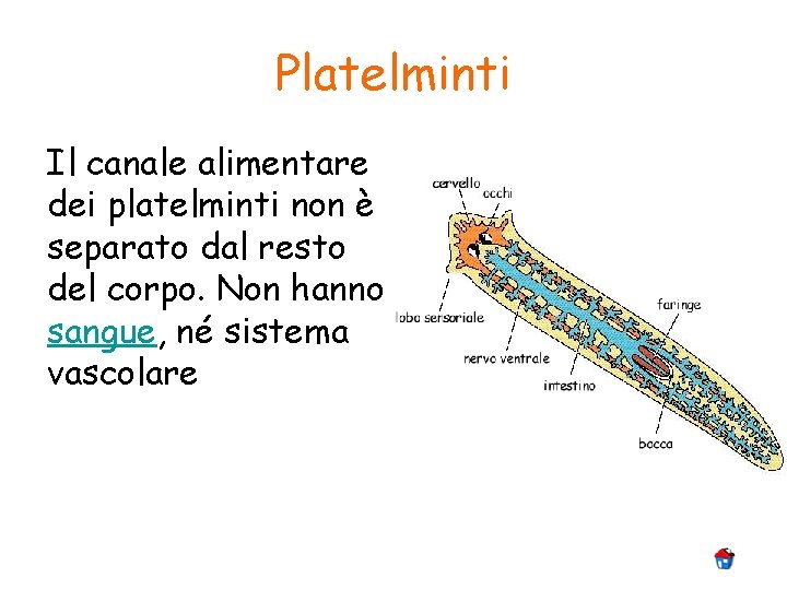 Platelminti Il canale alimentare dei platelminti non è separato dal resto del corpo. Non