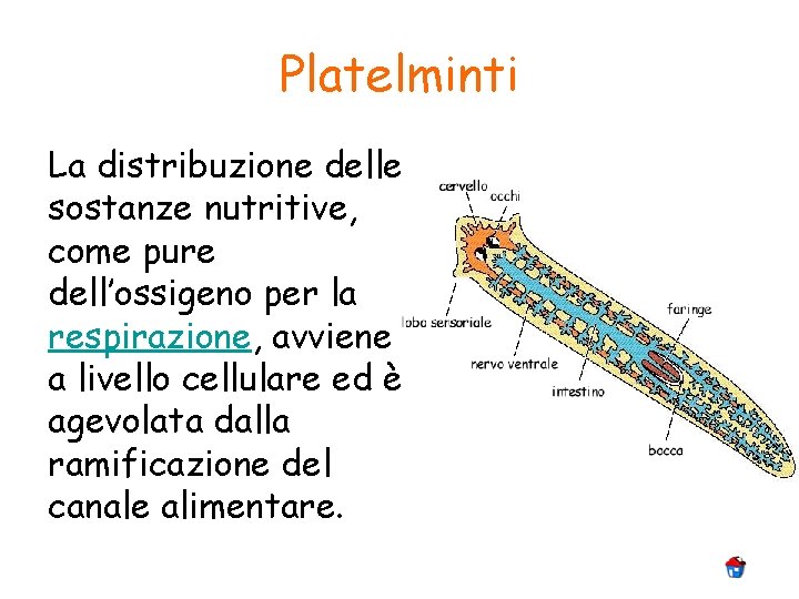 Platelminti La distribuzione delle sostanze nutritive, come pure dell’ossigeno per la respirazione, avviene a