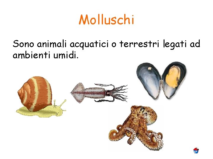 Molluschi Sono animali acquatici o terrestri legati ad ambienti umidi. 