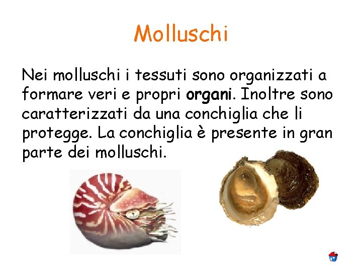 Molluschi Nei molluschi i tessuti sono organizzati a formare veri e propri organi. Inoltre