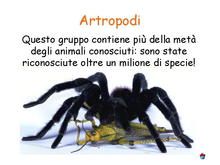 Artropodi Questo gruppo contiene più della metà degli animali conosciuti: sono state riconosciute oltre