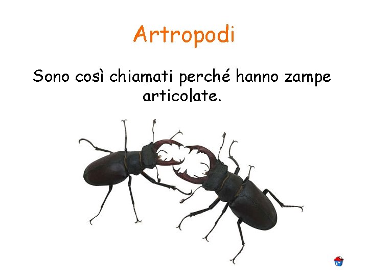 Artropodi Sono così chiamati perché hanno zampe articolate. 