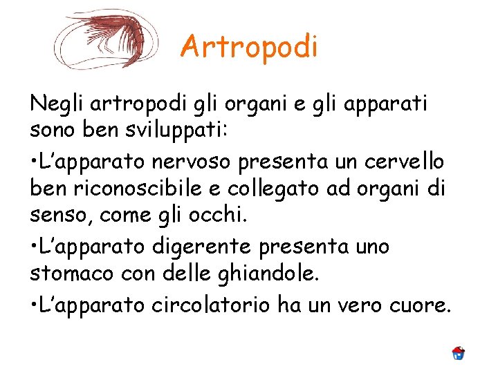 Artropodi Negli artropodi gli organi e gli apparati sono ben sviluppati: • L’apparato nervoso