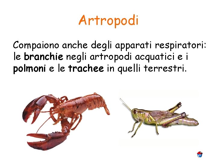 Artropodi Compaiono anche degli apparati respiratori: le branchie negli artropodi acquatici e i polmoni