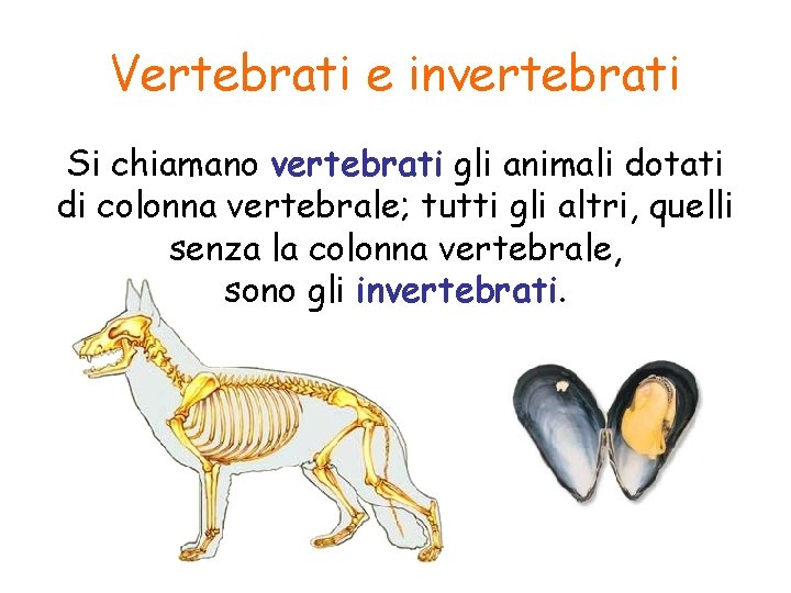 Vertebrati e invertebrati Si chiamano vertebrati gli animali dotati di colonna vertebrale; tutti gli