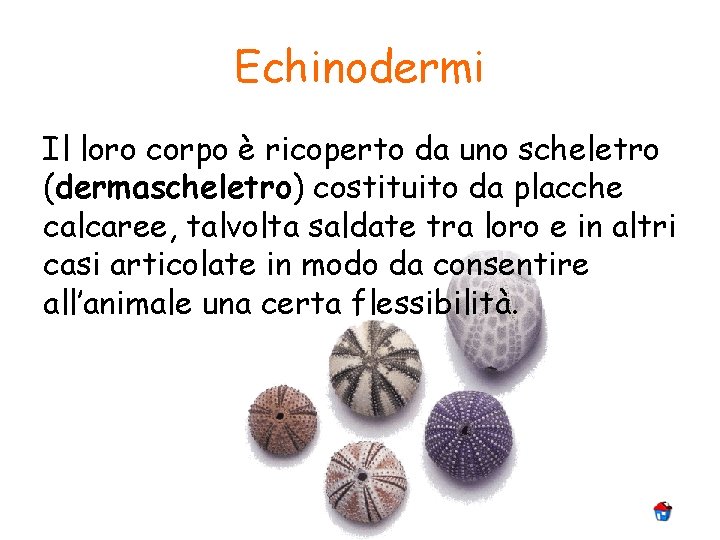 Echinodermi Il loro corpo è ricoperto da uno scheletro (dermascheletro) costituito da placche calcaree,