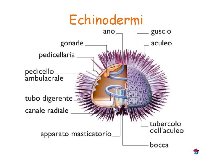 Echinodermi 