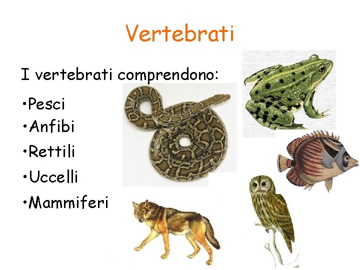 Vertebrati I vertebrati comprendono: • Pesci • Anfibi • Rettili • Uccelli • Mammiferi