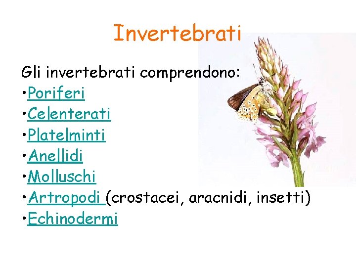 Invertebrati Gli invertebrati comprendono: • Poriferi • Celenterati • Platelminti • Anellidi • Molluschi