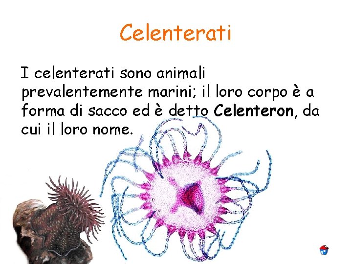 Celenterati I celenterati sono animali prevalentemente marini; il loro corpo è a forma di