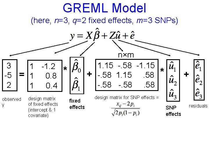 GREML Model (here, n=3, q=2 fixed effects, m=3 SNPs) 3 1 -1. 2 -5