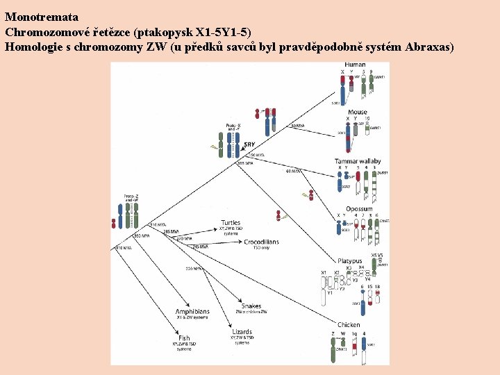 Monotremata Chromozomové řetězce (ptakopysk X 1 -5 Y 1 -5) Homologie s chromozomy ZW
