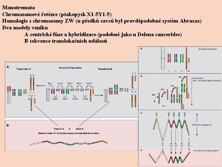 Monotremata Chromozomové řetězce (ptakopysk X 1 -5 Y 1 -5) Homologie s chromozomy ZW