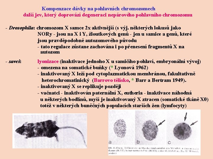 Kompenzace dávky na pohlavních chromozomech další jev, který doprovází degeneraci nepárového pohlavního chromozomu -