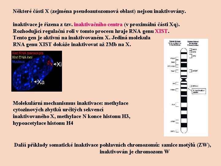 Některé části X (zejména pseudoautozomová oblast) nejsou inaktivovány. inaktivace je řízena z tzv. inaktivačního