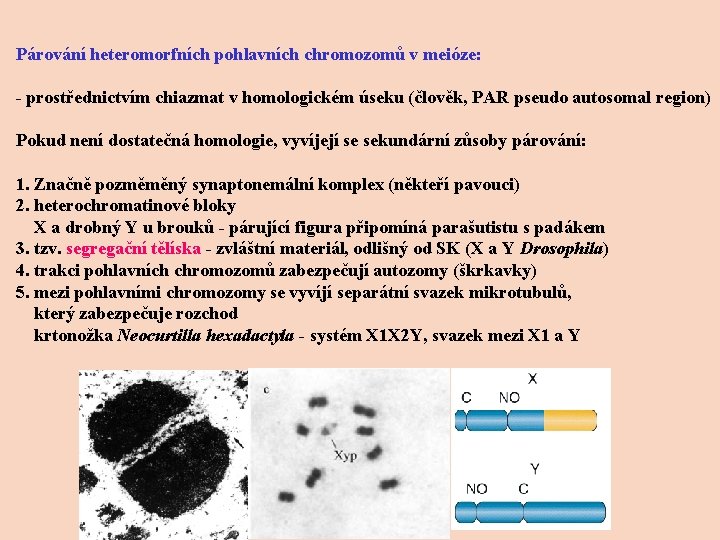 Párování heteromorfních pohlavních chromozomů v meióze: - prostřednictvím chiazmat v homologickém úseku (člověk, PAR