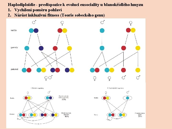 Haplodiploidie - predispozice k evoluci eusociality u blanokřídlého hmyzu 1. Vychílení poměru pohlaví 2.