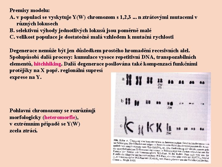 Premisy modelu: A. v populaci se vyskytuje Y(W) chromozom s 1, 2, 3. .