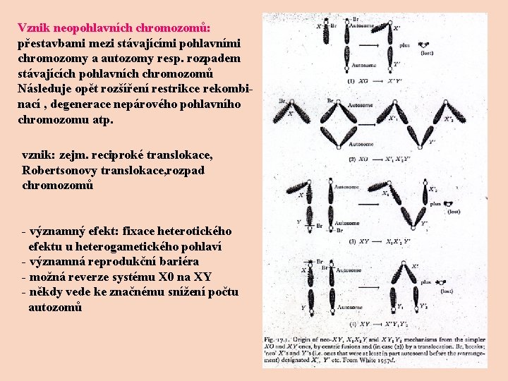 Vznik neopohlavních chromozomů: přestavbami mezi stávajícími pohlavními chromozomy a autozomy resp. rozpadem stávajících pohlavních