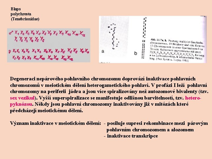 Blaps polychresta (Tenebrionidae) Degeneraci nepárového pohlavního chromozomu doprovází inaktivace pohlavních chromozomů v meiotickém dělení