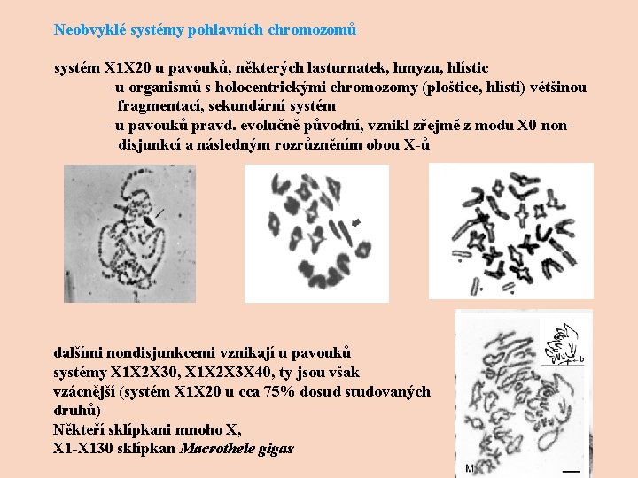 Neobvyklé systémy pohlavních chromozomů systém X 1 X 20 u pavouků, některých lasturnatek, hmyzu,