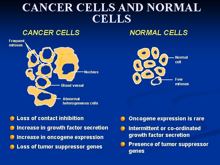 CANCER CELLS AND NORMAL CELLS CANCER CELLS NORMAL CELLS Frequent mitoses Normal cell Nucleus