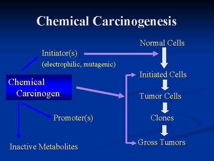 Chemical Carcinogenesis Normal Cells Initiator(s) (electrophilic, mutagenic) Chemical Carcinogen Promoter(s) Inactive Metabolites Initiated Cells