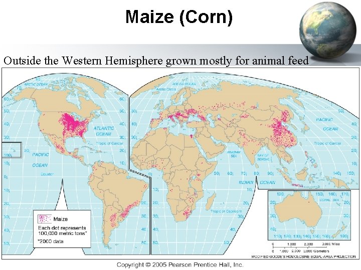 Maize (Corn) Outside the Western Hemisphere grown mostly for animal feed 