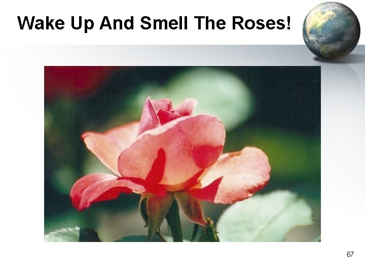 Wake Up And Smell The Roses! 67 