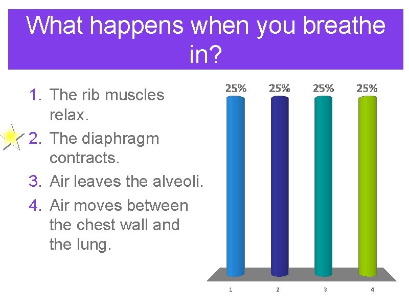 What happens when you breathe in? 1. The rib muscles relax. 2. The diaphragm What happens when you breathe in? 1. The rib muscles relax. 2. The diaphragm
