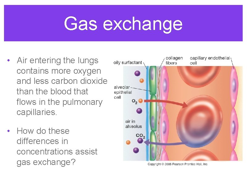 Gas exchange • Air entering the lungs contains more oxygen and less carbon dioxide Gas exchange • Air entering the lungs contains more oxygen and less carbon dioxide