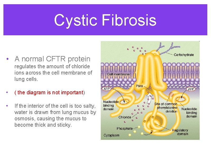 Cystic Fibrosis • A normal CFTR protein regulates the amount of chloride ions across Cystic Fibrosis • A normal CFTR protein regulates the amount of chloride ions across