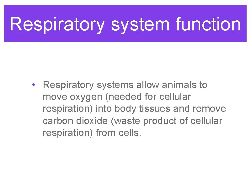 Respiratory system function • Respiratory systems allow animals to move oxygen (needed for cellular Respiratory system function • Respiratory systems allow animals to move oxygen (needed for cellular
