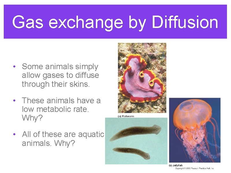 Gas exchange by Diffusion • Some animals simply allow gases to diffuse through their Gas exchange by Diffusion • Some animals simply allow gases to diffuse through their