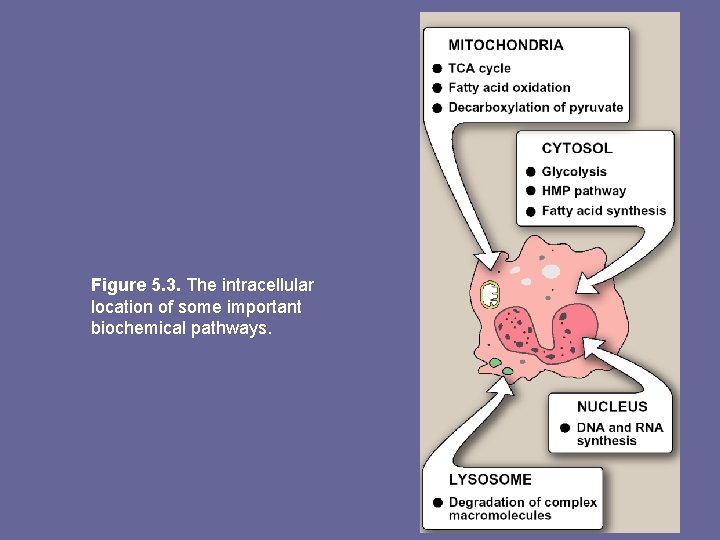 Figure 5. 3. The intracellular location of some important biochemical pathways. 