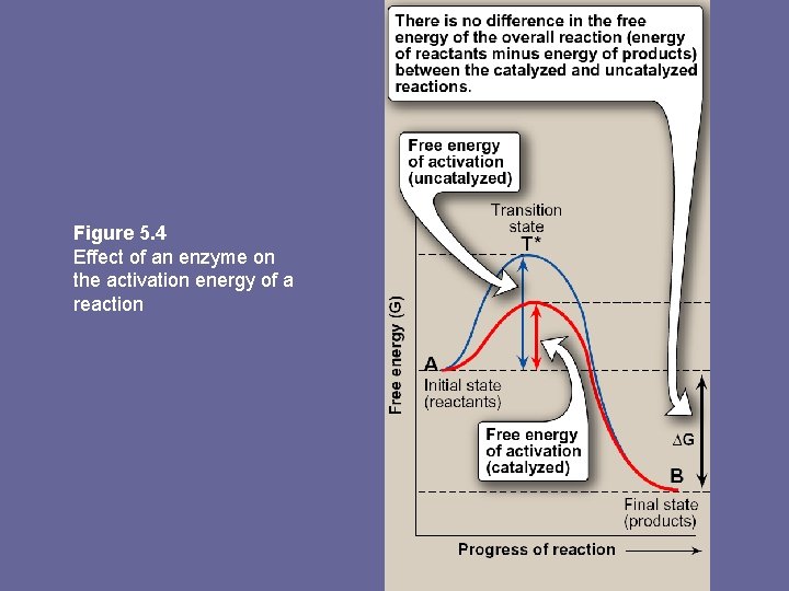 Figure 5. 4 Effect of an enzyme on the activation energy of a reaction