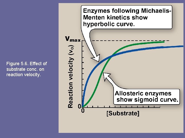 Figure 5. 6. Effect of substrate conc. on reaction velocity. 