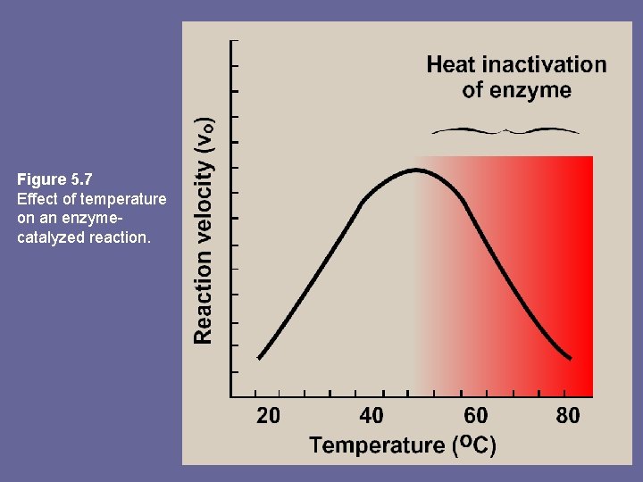 Figure 5. 7 Effect of temperature on an enzymecatalyzed reaction. 
