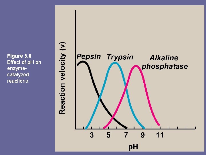 Figure 5. 8 Effect of p. H on enzymecatalyzed reactions. 
