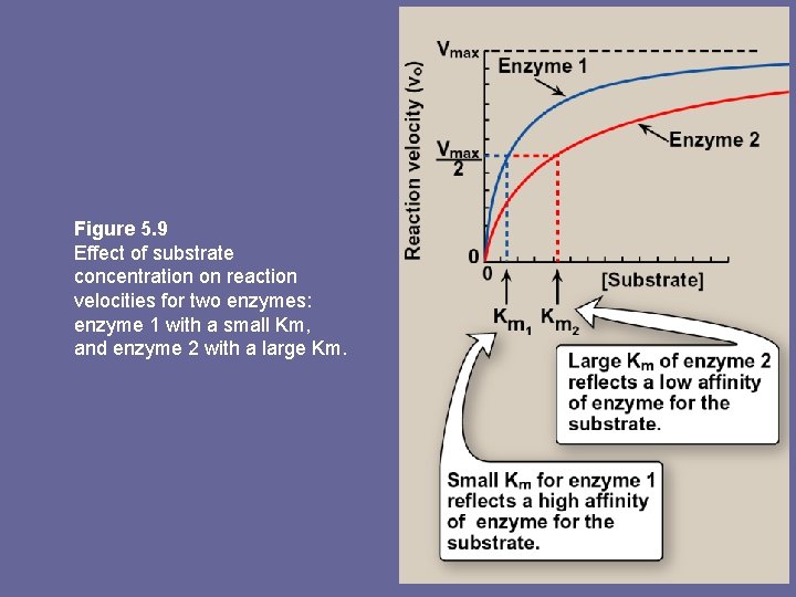 Figure 5. 9 Effect of substrate concentration on reaction velocities for two enzymes: enzyme
