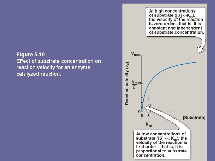 Figure 5. 10 Effect of substrate concentration on reaction velocity for an enzyme catalyzed
