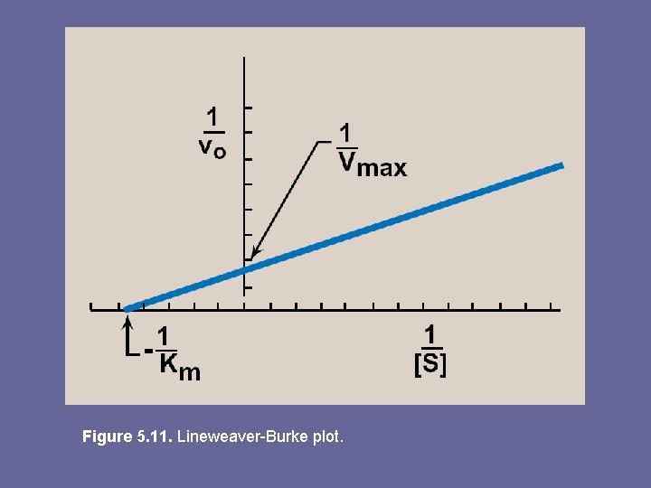 Figure 5. 11. Lineweaver-Burke plot. 