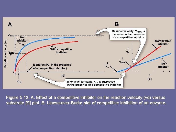 Figure 5. 12. A. Effect of a competitive inhibitor on the reaction velocity (vo)