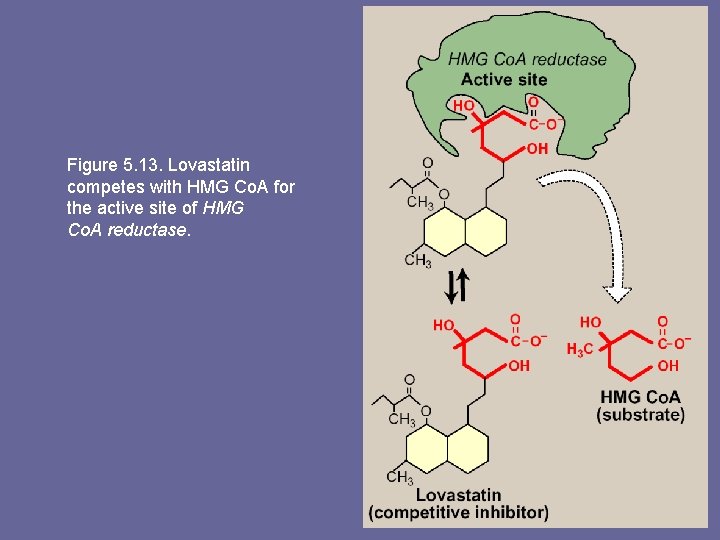 Figure 5. 13. Lovastatin competes with HMG Co. A for the active site of